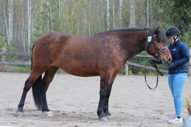 Aarnion Tuulenhenki