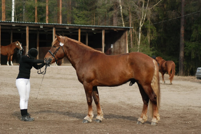Aarnion Harhakuvitelma