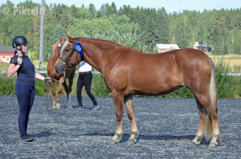 Aarnion Vainovalkea