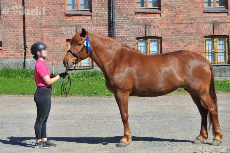 Aarnion Hiidenhelmi